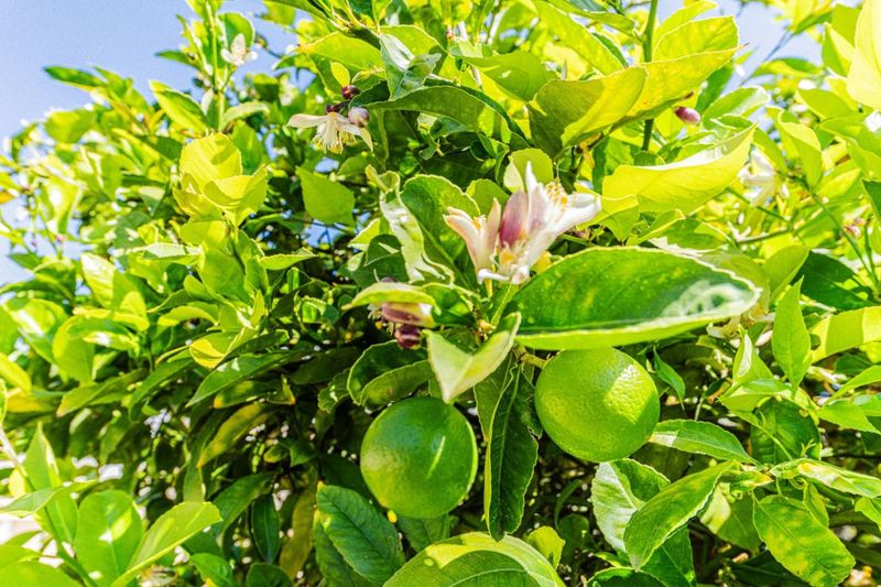 1786735146