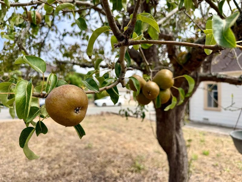 1787626117