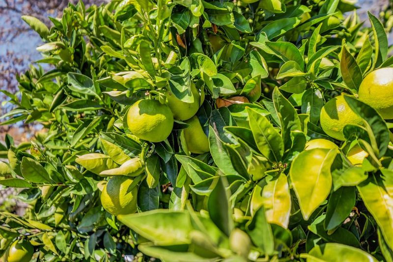 1792018135